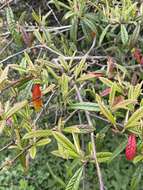 Image de Cotoneaster salicifolius Franch.