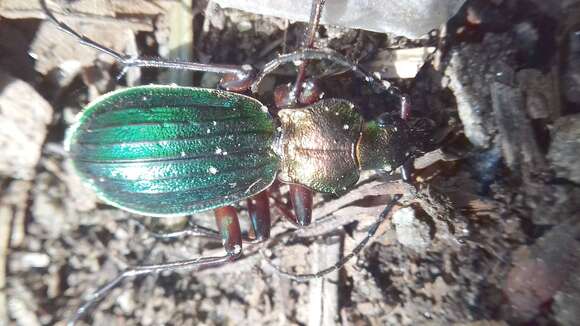 Carabus (Chrysocarabus) auronitens escheri Palliardi 1825 resmi