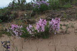 Sivun Oxytropis sordida kuva