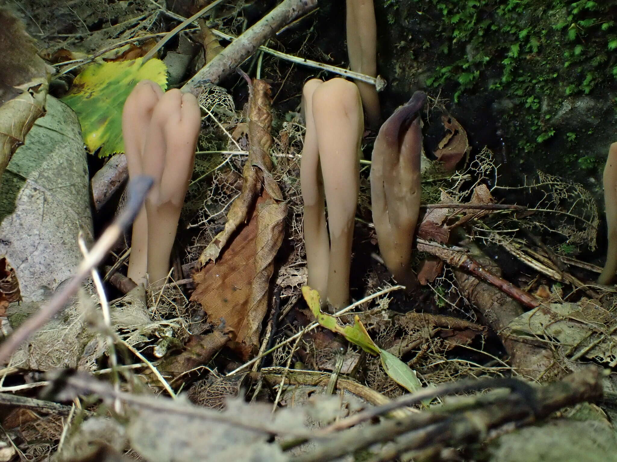 Image of Olive earthtongue