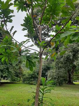 Image of Wild Cashew