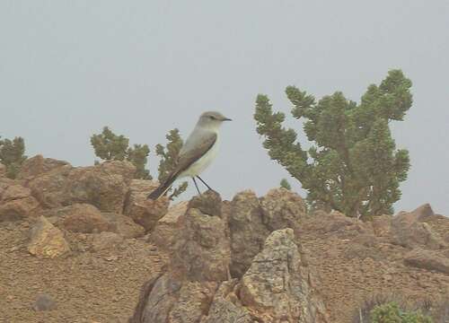 Image of Rufous-naped Ground Tyrant