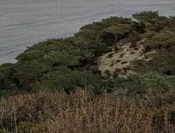 Image of Santa Rosa Island sage