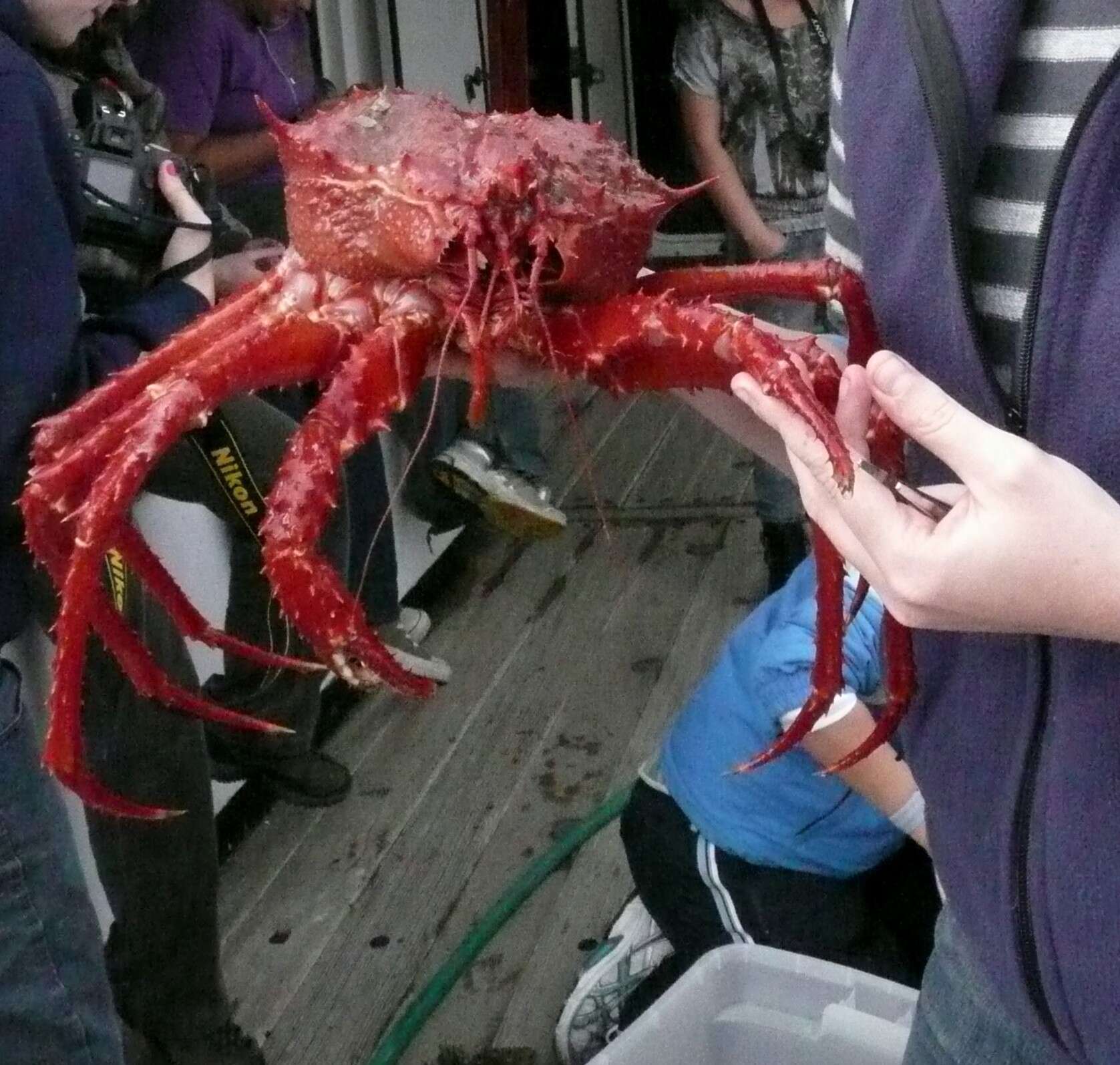 Image of deep-sea crab