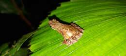 Image of Kadamaian Stream Toad