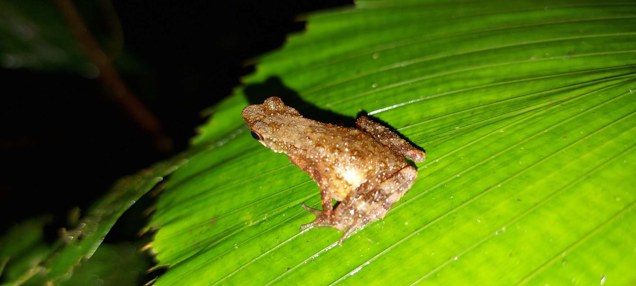 Image of Kadamaian Stream Toad