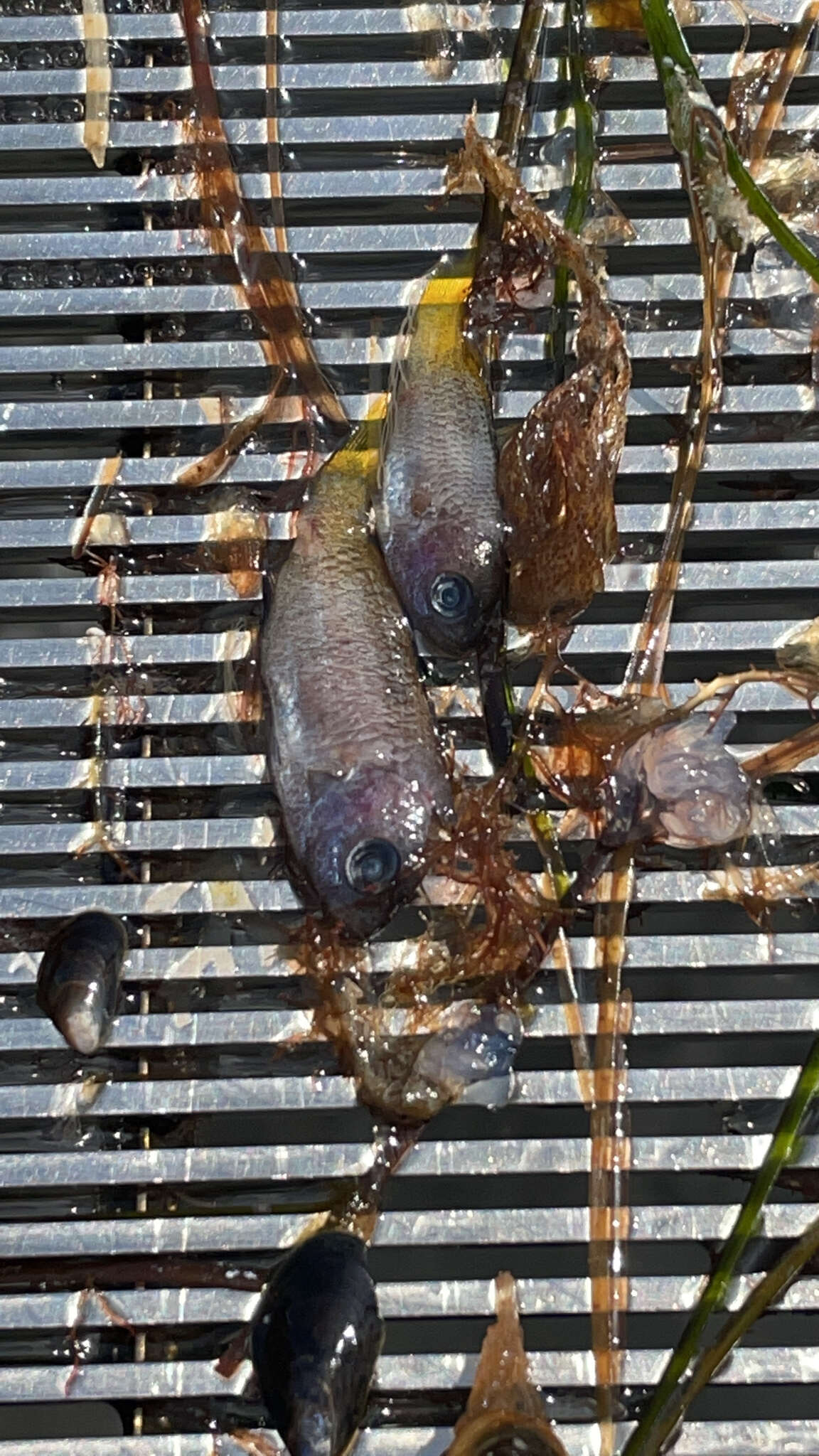 Image of Blacksmith Chromis