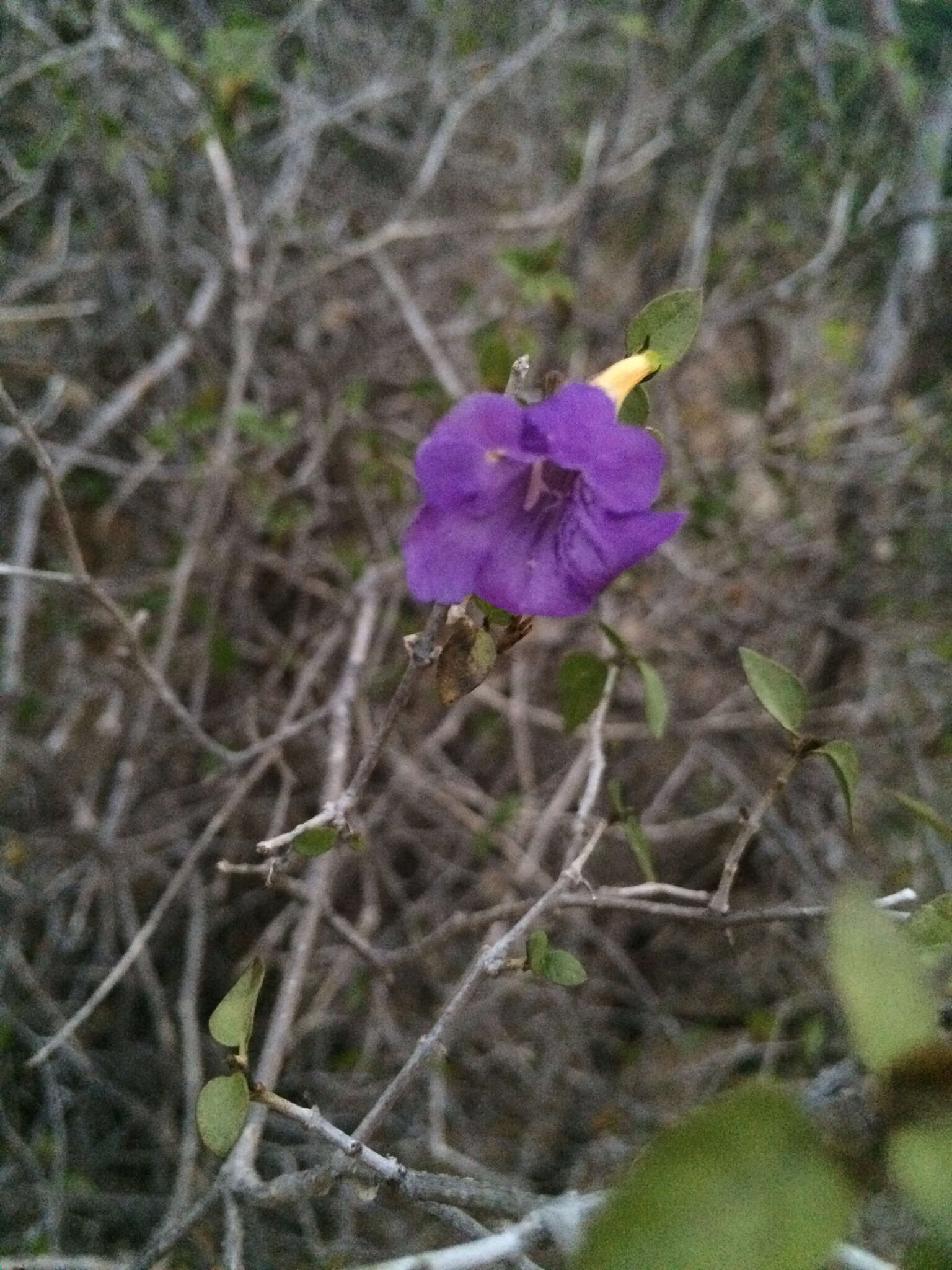 صورة Ruellia californica (Rose) I. M. Johnston