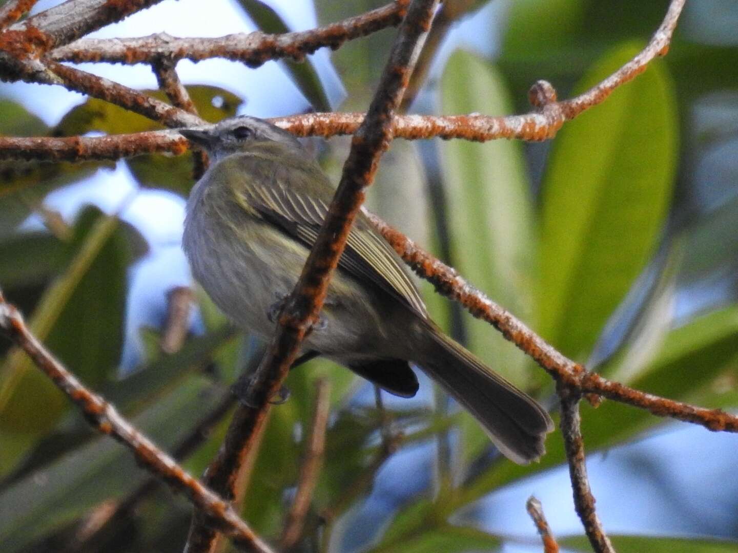 Image of Guatemalan Tyrannulet