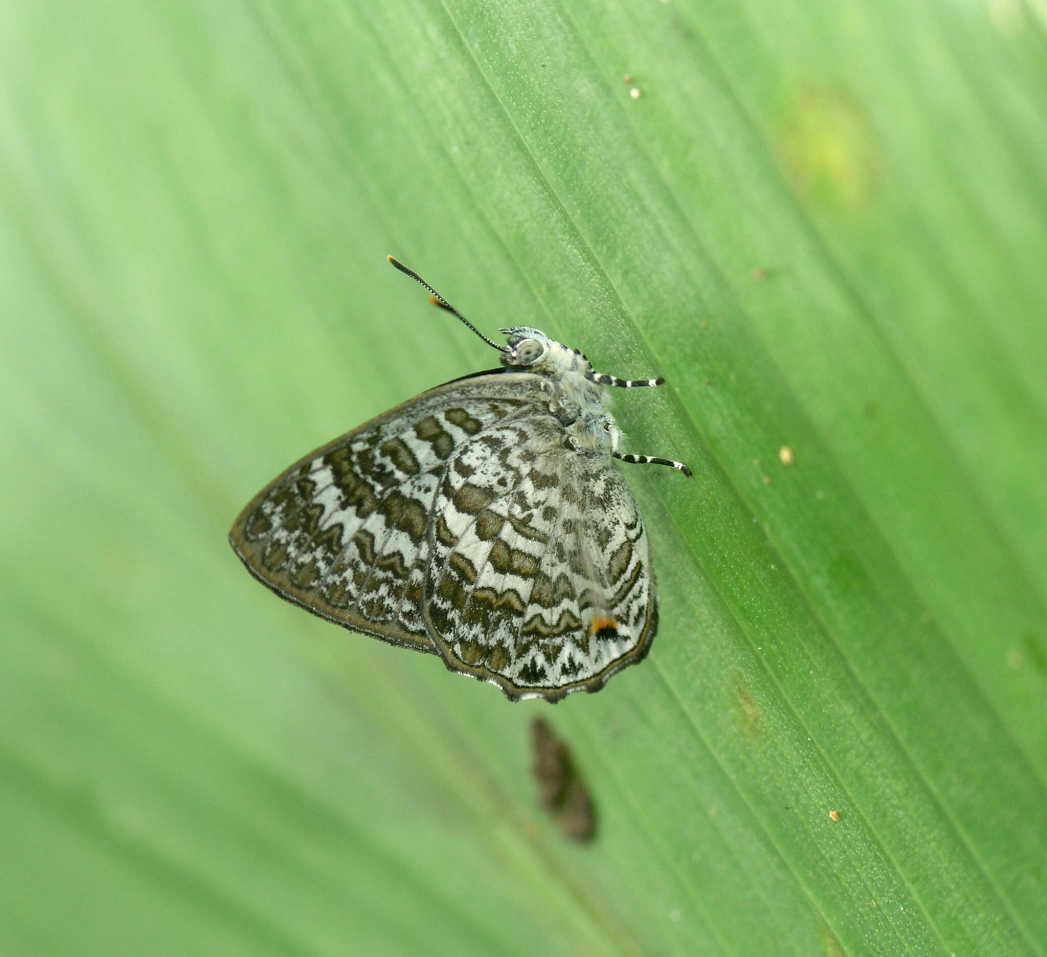 Image of Poritia erycinoides (Felder 1865)