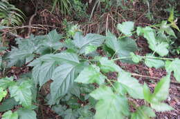 صورة Rubus corchorifolius L. fil.