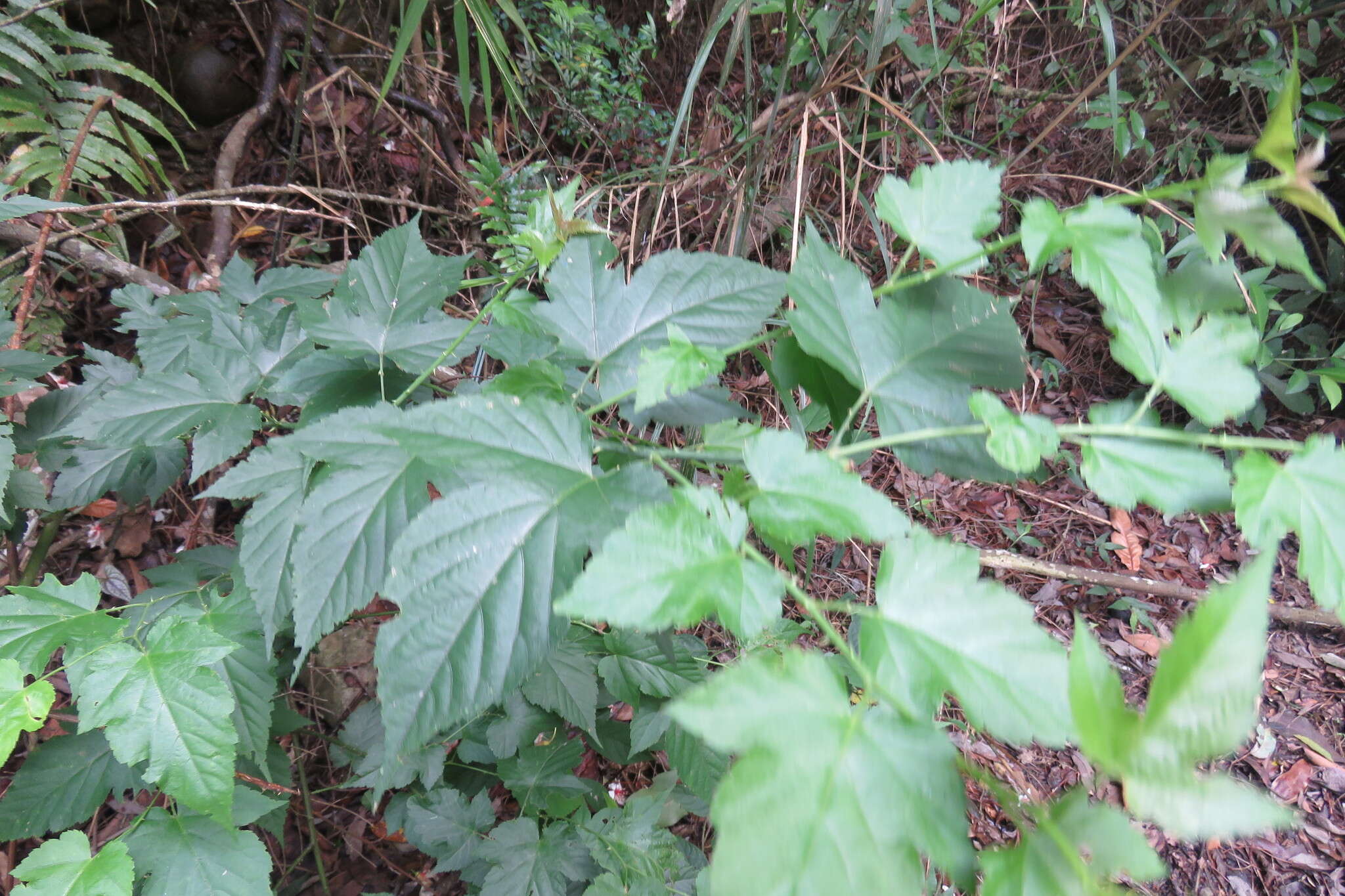 صورة Rubus corchorifolius L. fil.