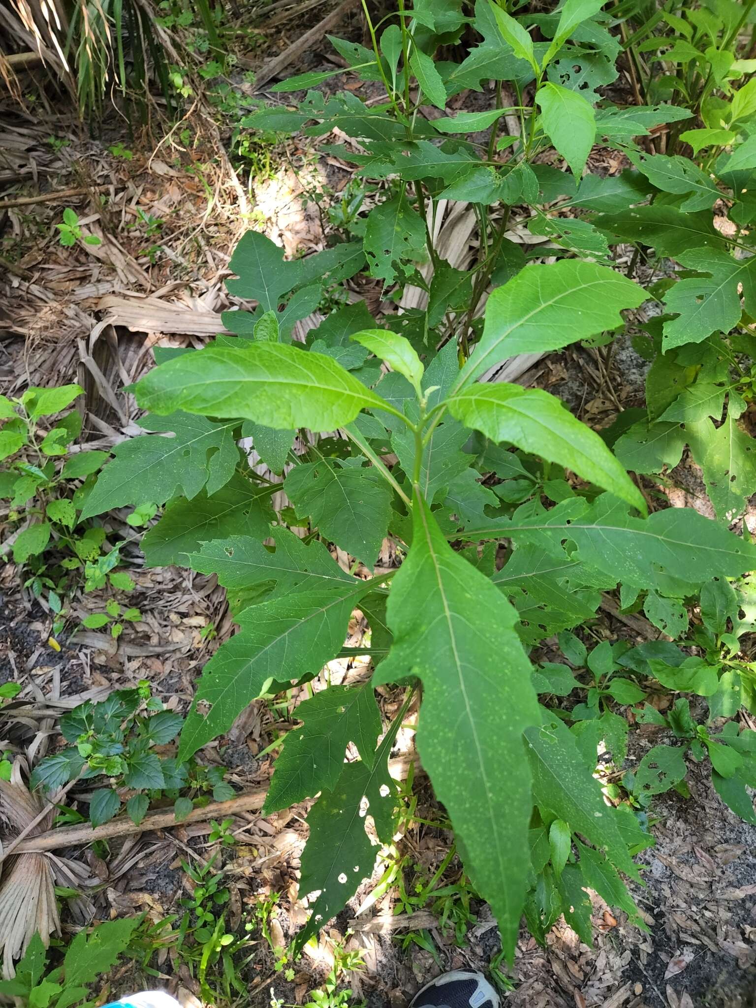 Image of white crownbeard