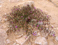 Image de Fagonia scabra Forsk.