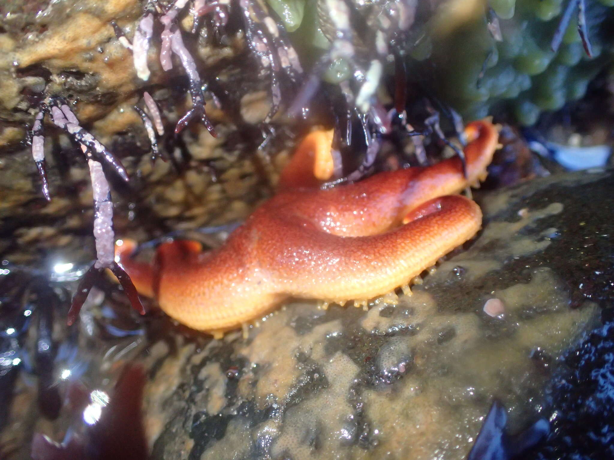 Henricia sanguinolenta (O. F. Müller 1776) resmi