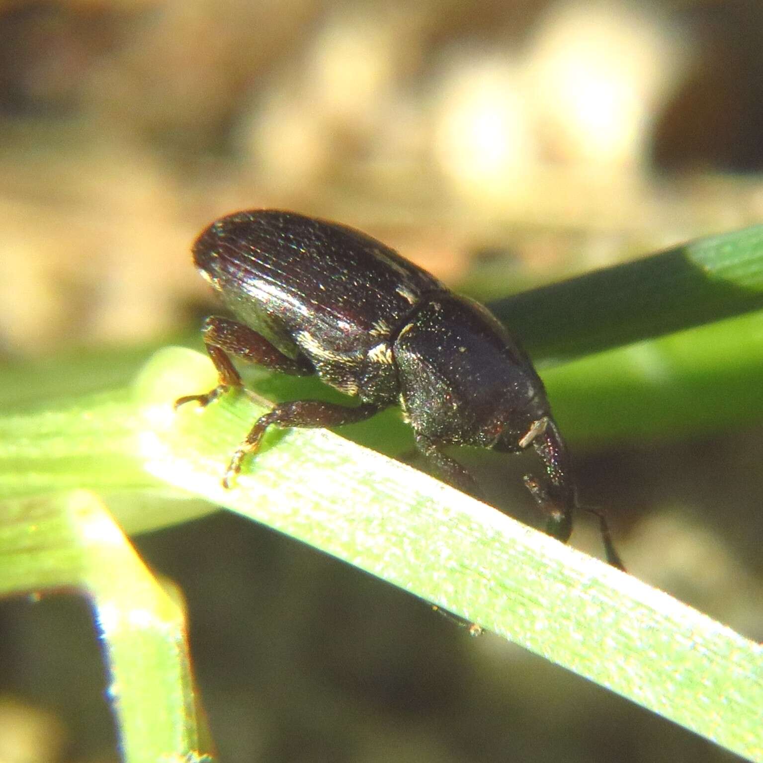 Image of Maurobaris spoliata Alonso-Zarazaga 2005