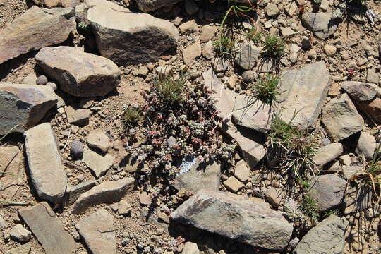 Image of Crassula corallina Thunb.