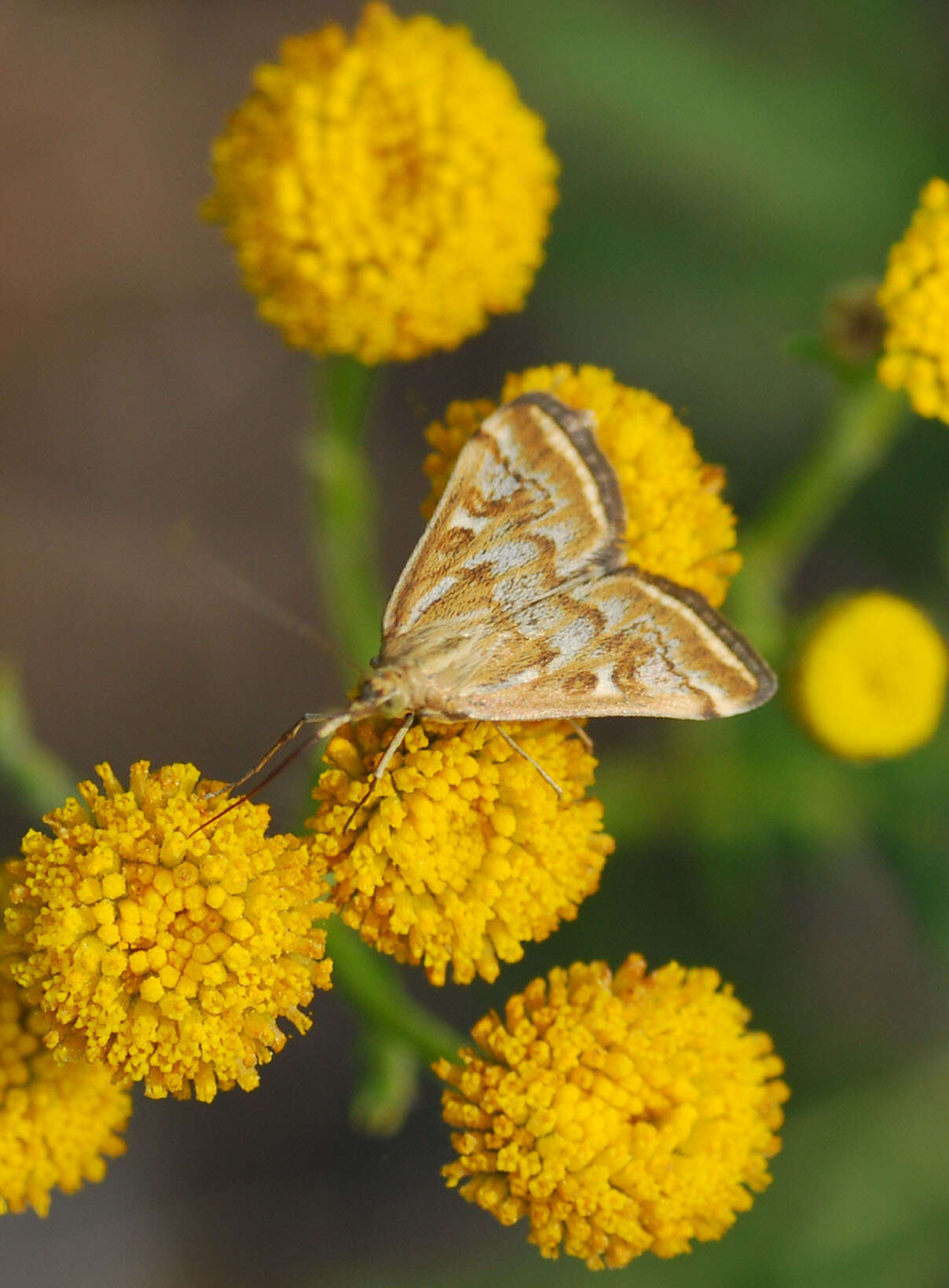 صورة Loxostege sticticalis Linnaeus 1761