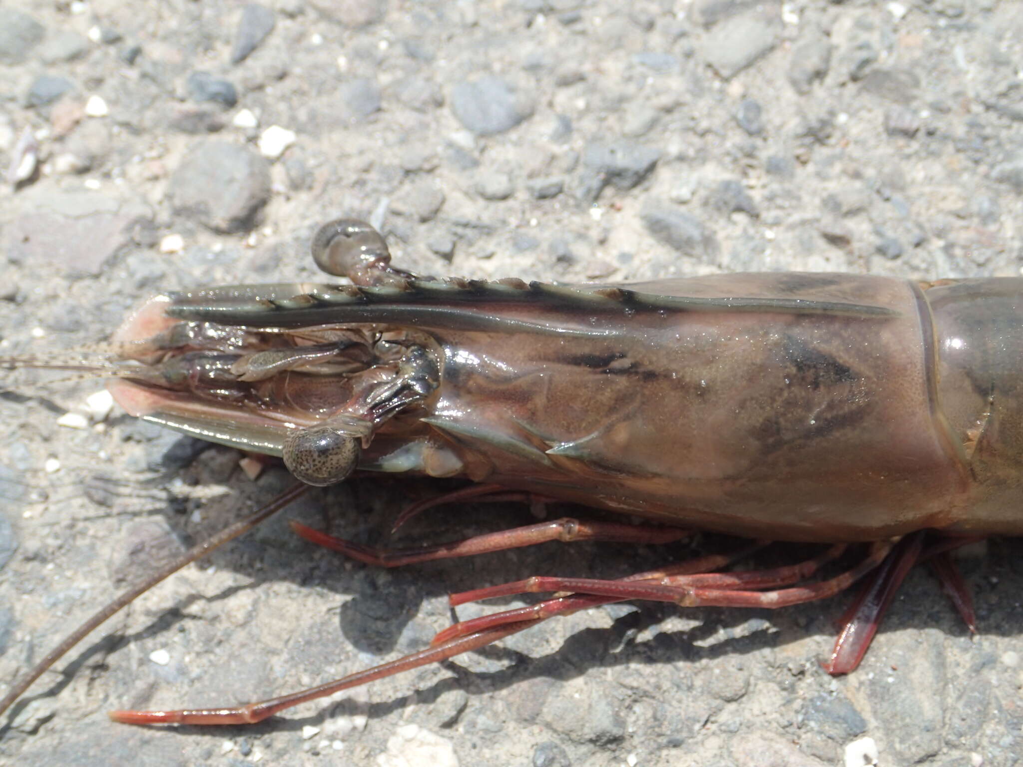 Image of Black tiger shrimp