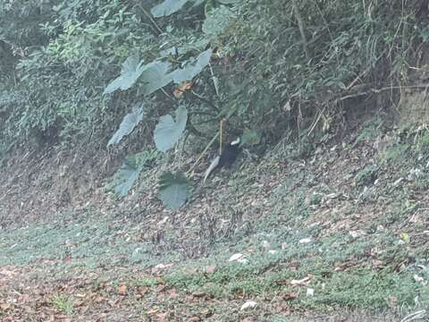 Image of Swinhoe's Pheasant