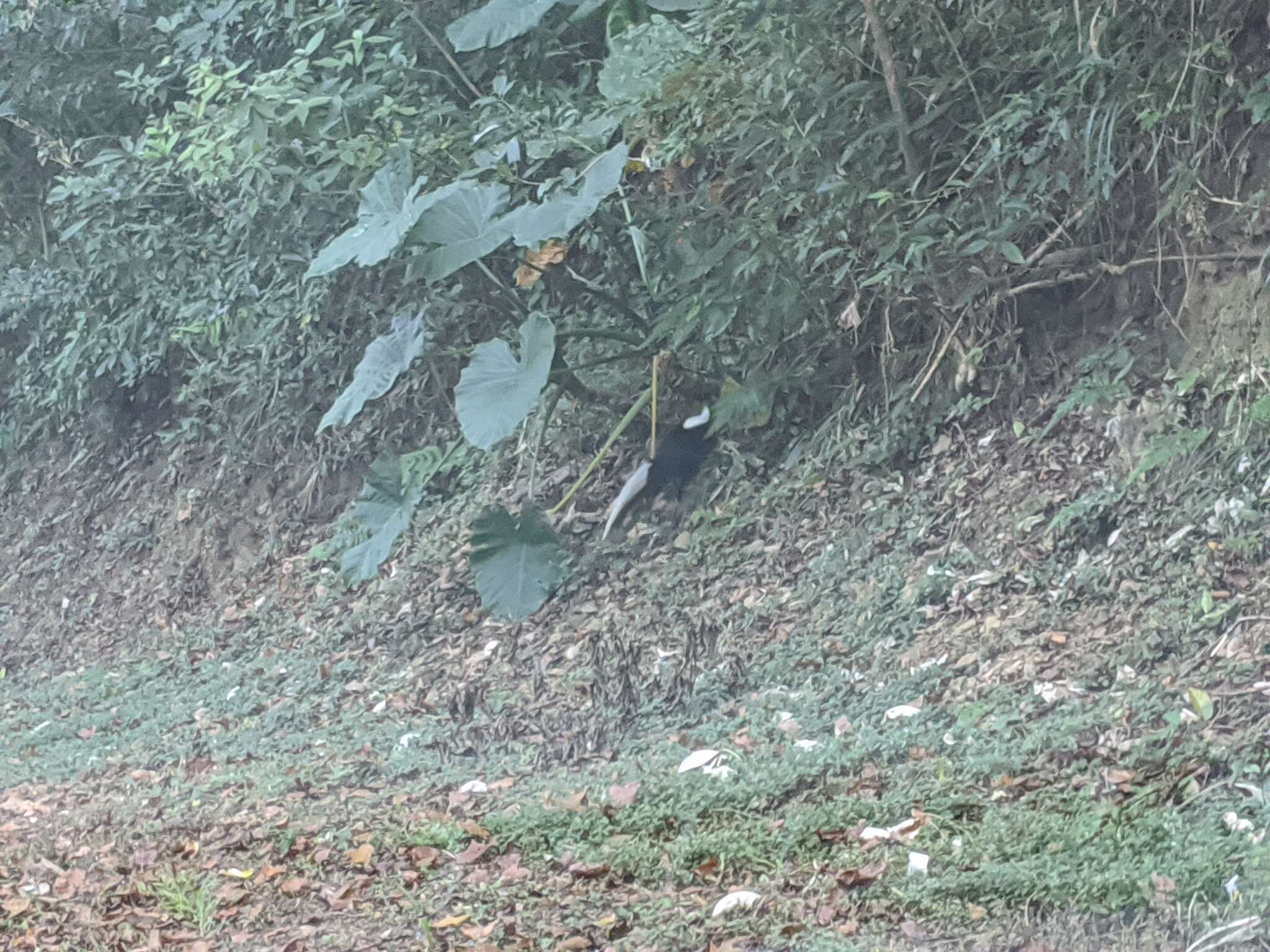 Image of Swinhoe's Pheasant