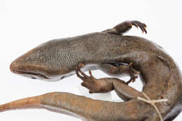 Image of Falla's Skink