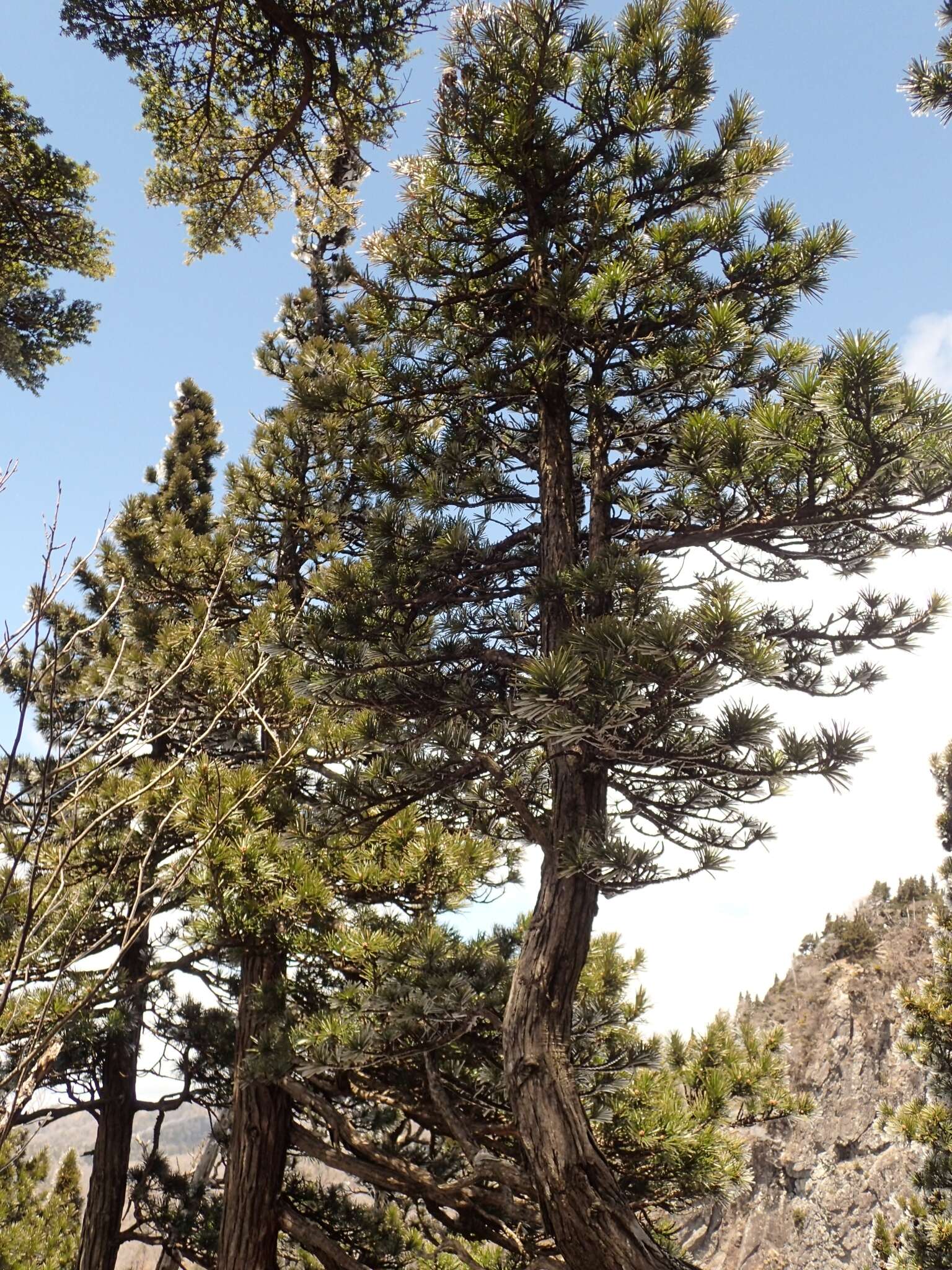 Image of umbrella-pine family