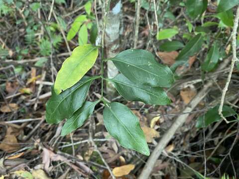 Image of Amylotheca dictyophleba (F. Müll.) Tieghem