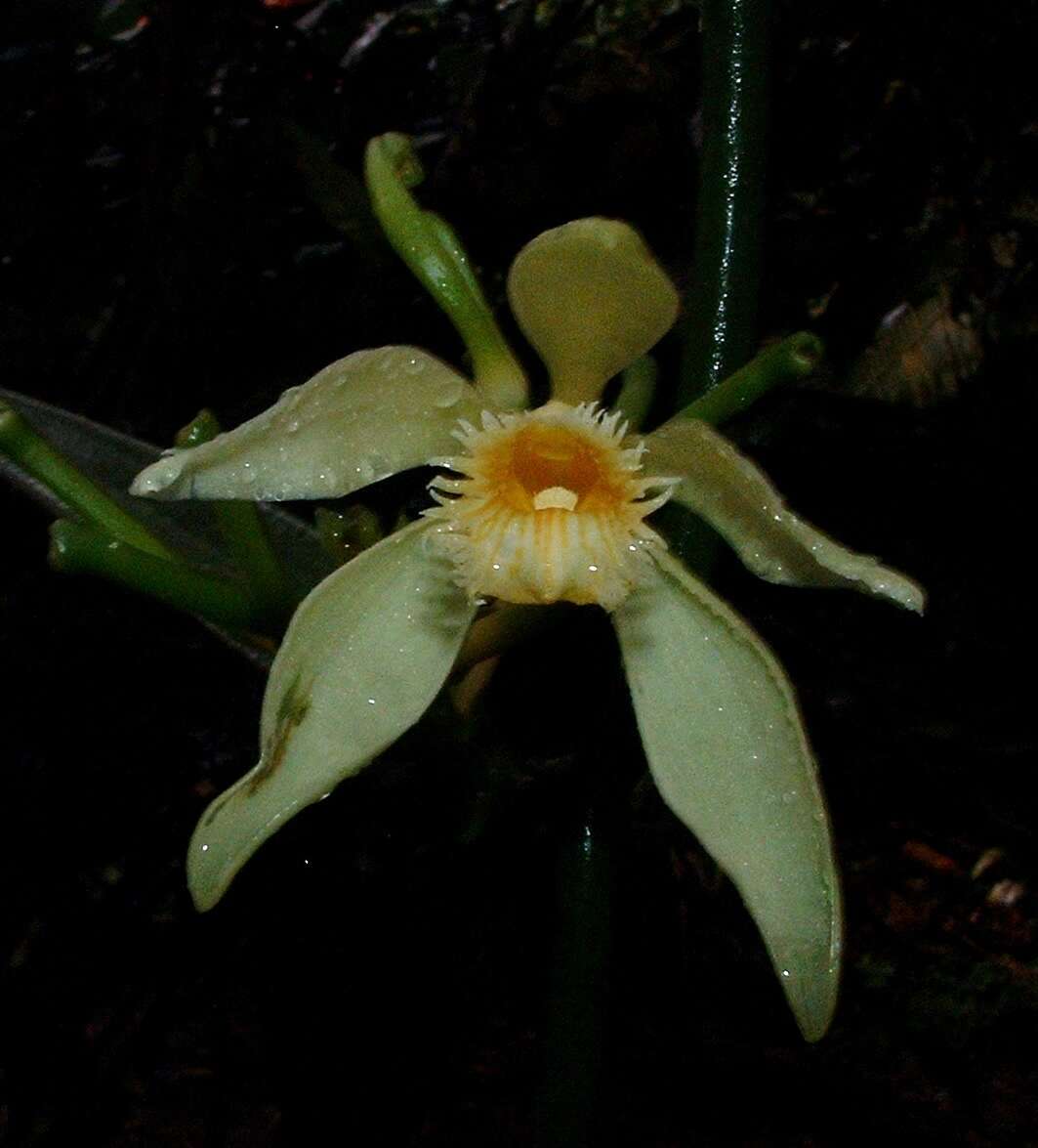 Image of Vanilla odorata C. Presl