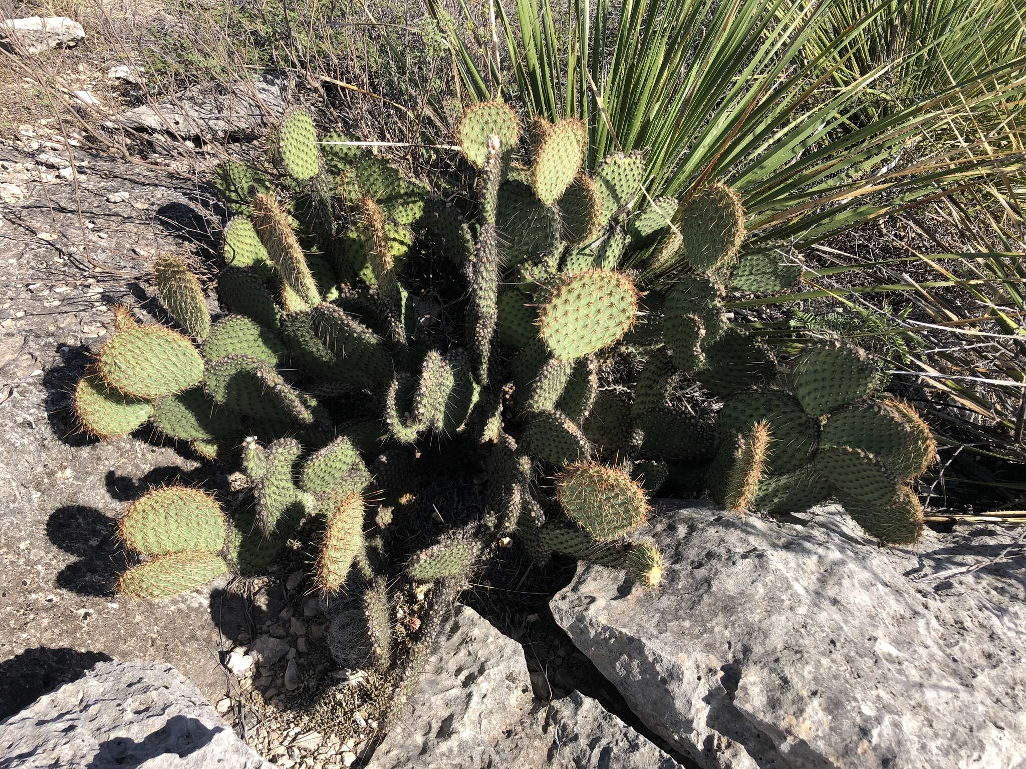 Opuntia strigil Engelm. resmi