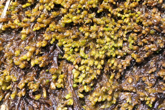 Image of Pylaes' sphagnum