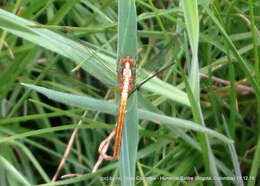 Image de Sympetrum gilvum (Selys 1884)