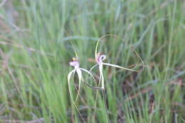 Image of Daddy-long-legs spider orchid
