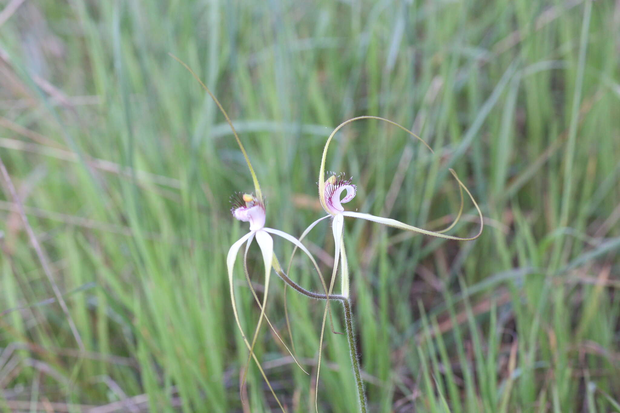 Image of Daddy-long-legs spider orchid