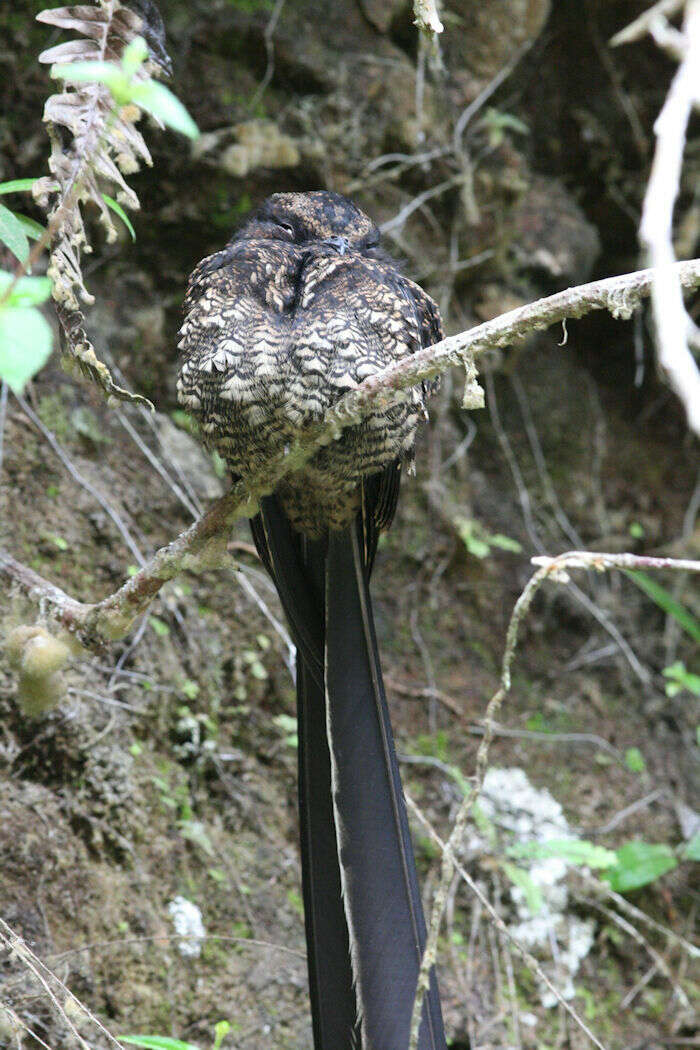 Image of Lyre-tailed Nightjar