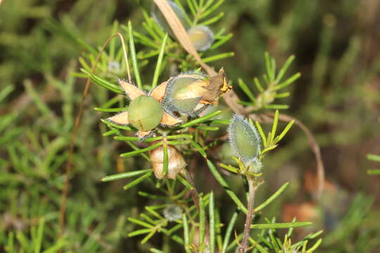 Plancia ëd Gompholobium tomentosum Labill.