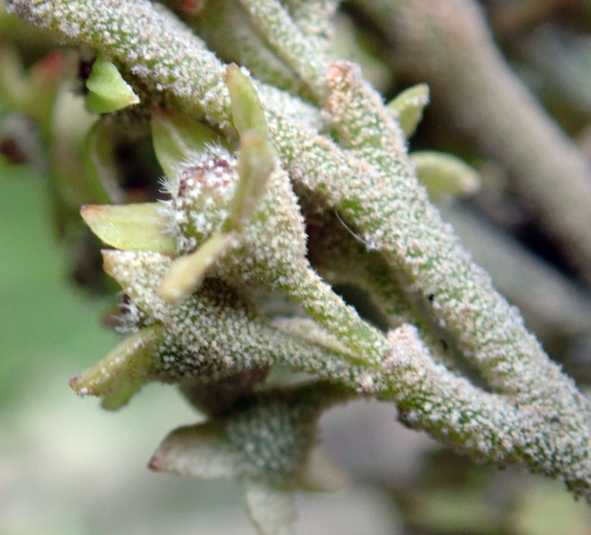 Image of Pomaderris apetala subsp. maritima N. G. Walsh & F. Coates