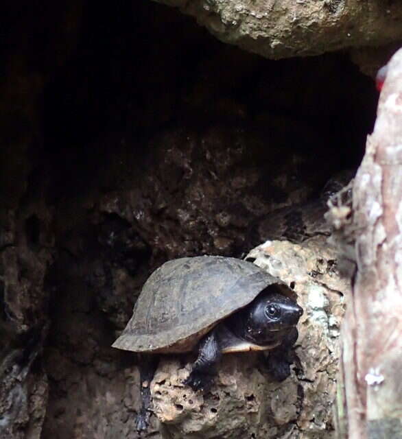 Image of Loggerhead Musk Turtle