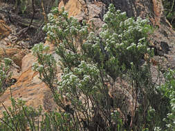 Image of Agathosma bisulca (Thunb.) Bartl. & Wendl. fil.