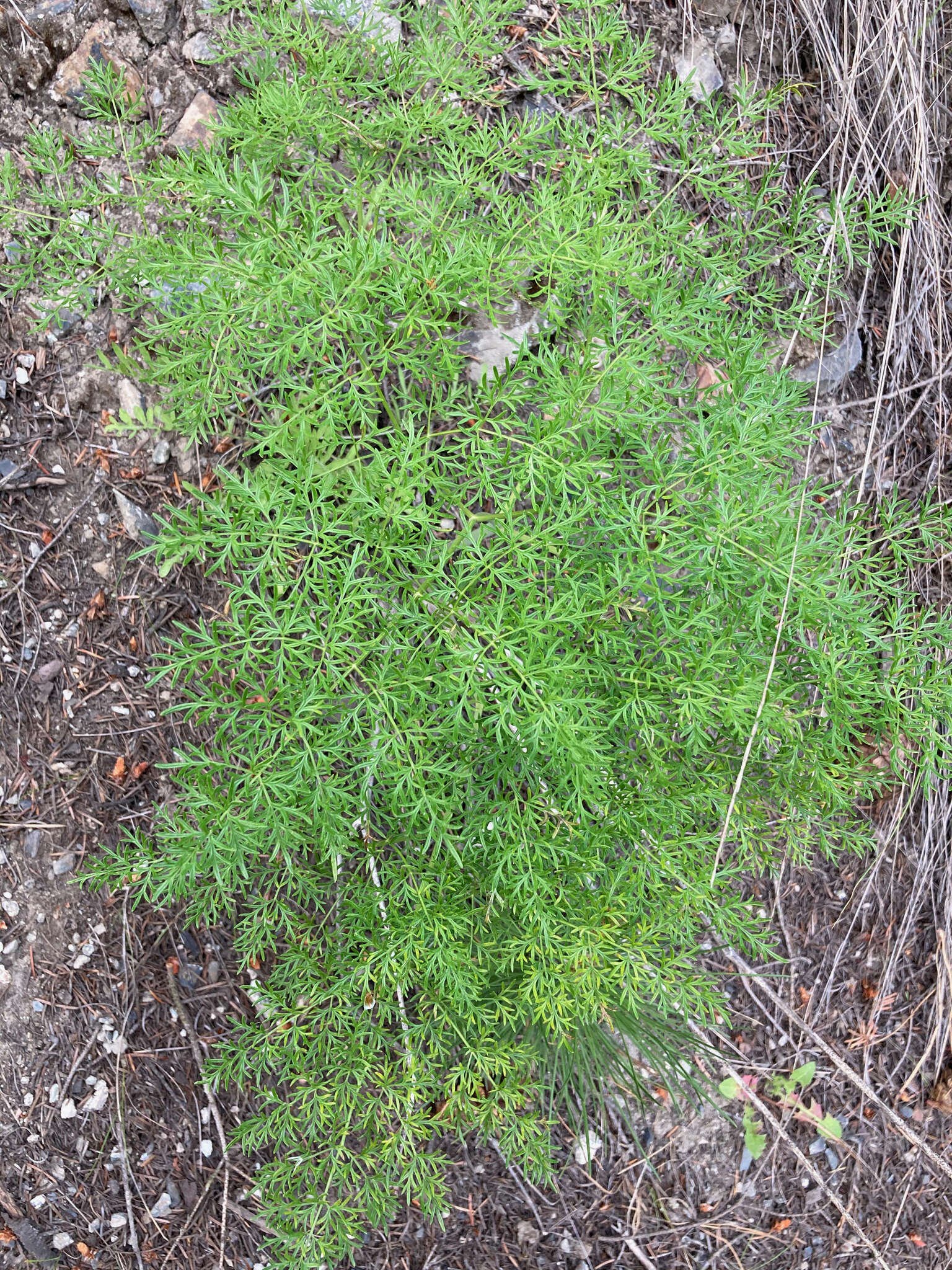 Image of carrotleaf biscuitroot