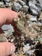 Image of Charleston phacelia