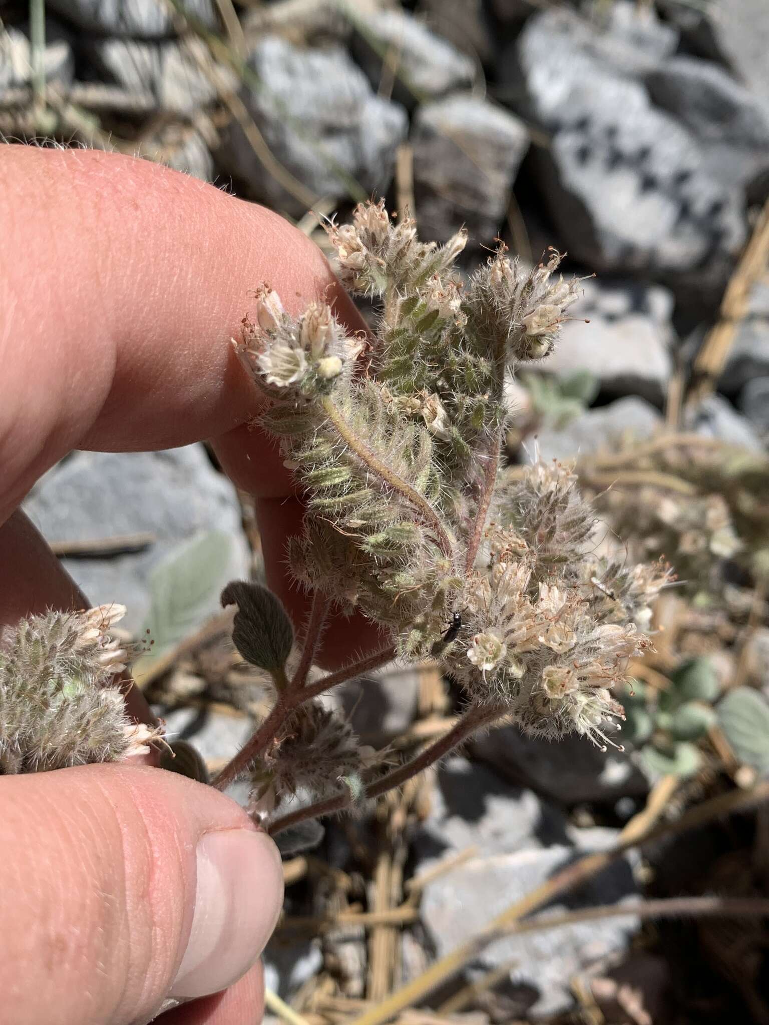 Image of Charleston phacelia