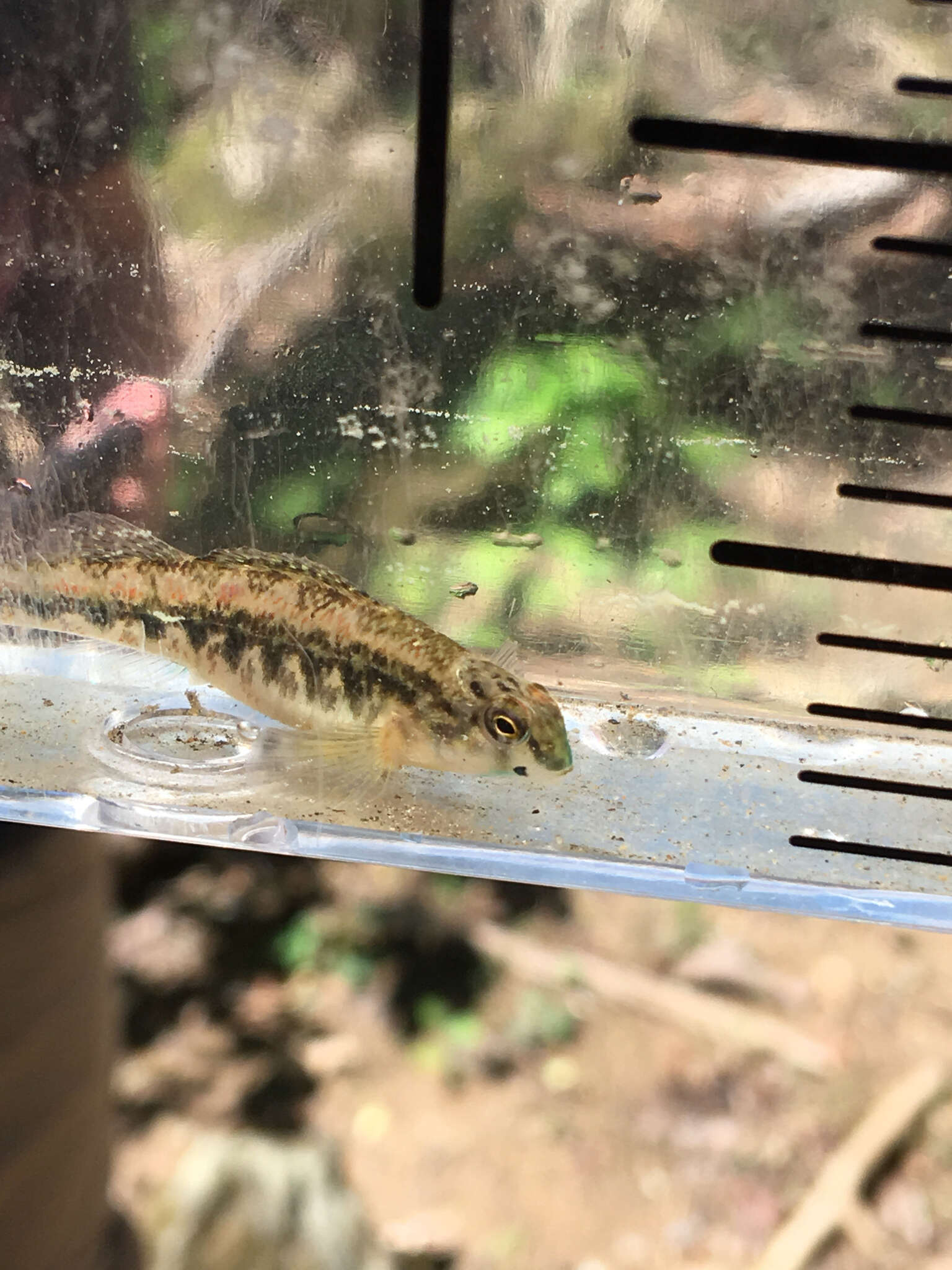 Image of Snubnose Darter