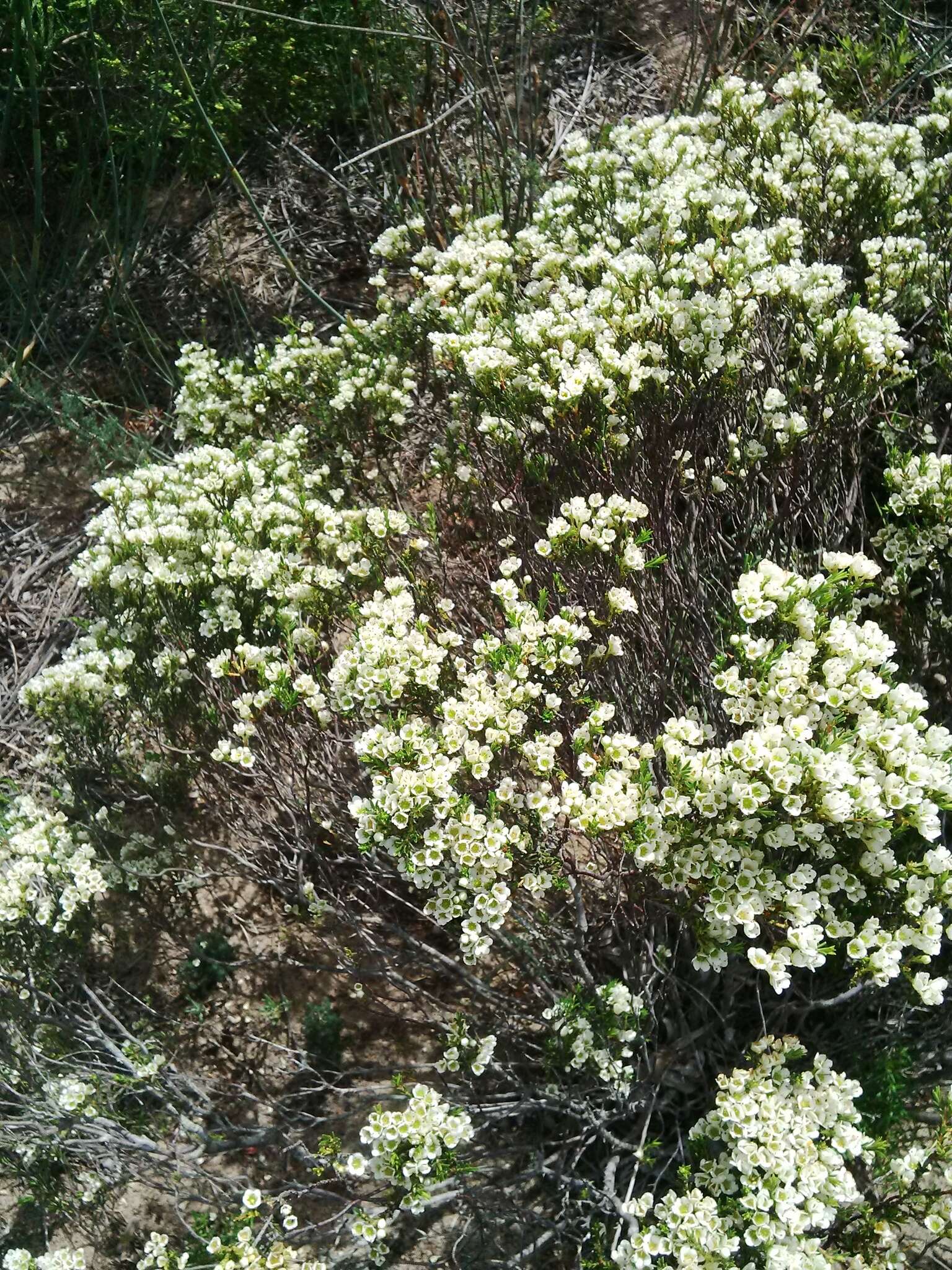 Image of Diosma aspalathoides Lam.