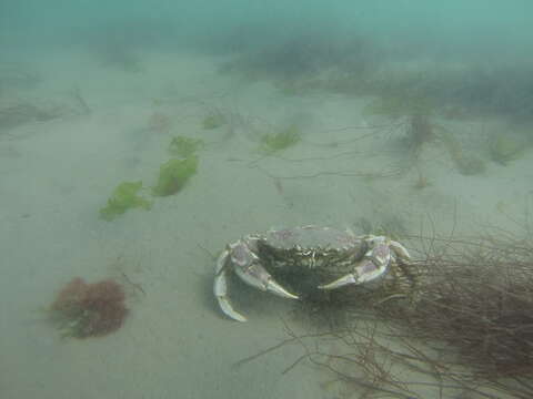 Image of three-spot swimming crab