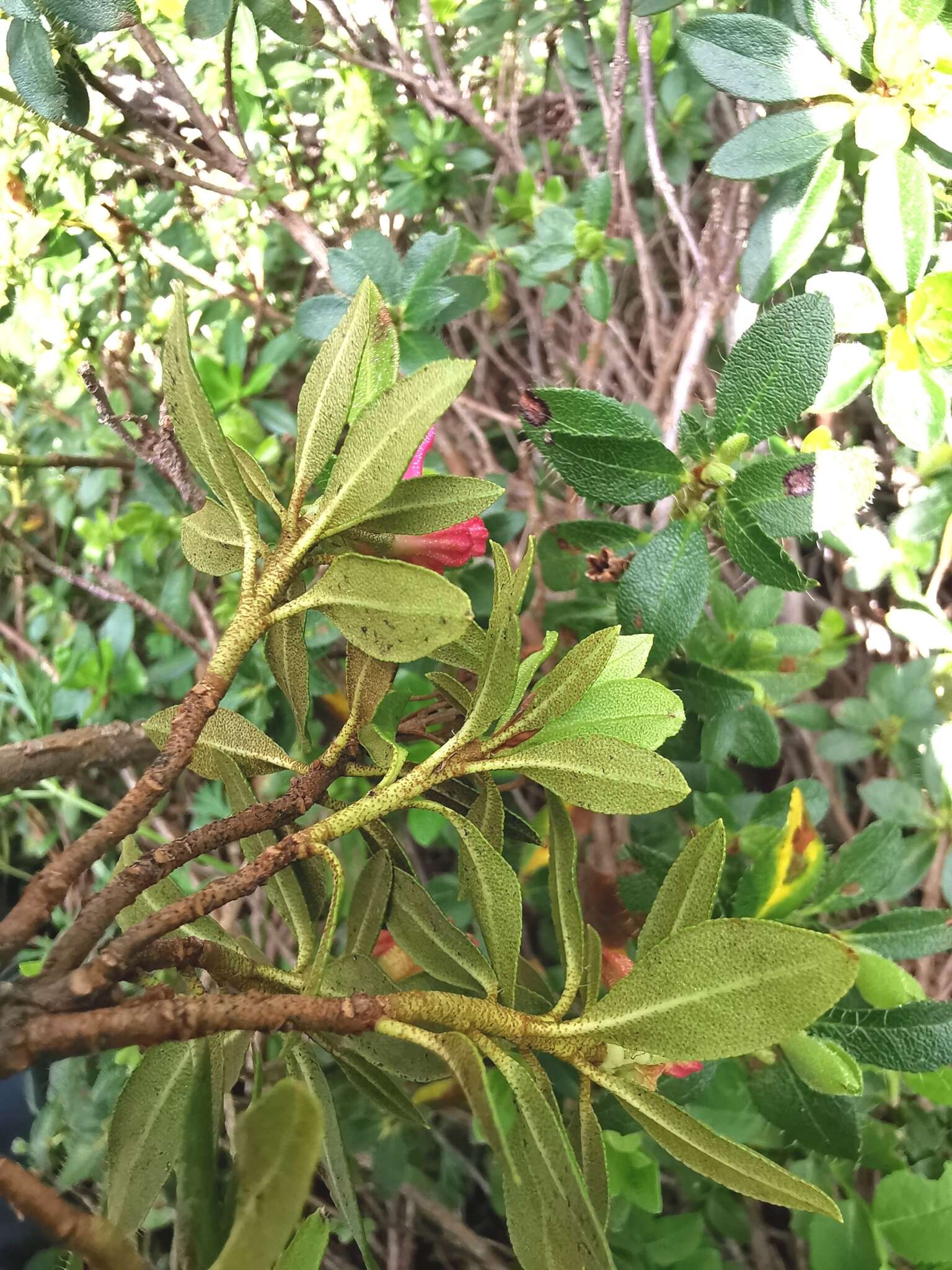 Image of Rhododendron × intermedium