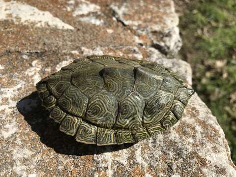 Image of Cagle's Map Turtle