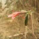 Sivun Dyschoriste siphonantha (Nees) Kuntze kuva