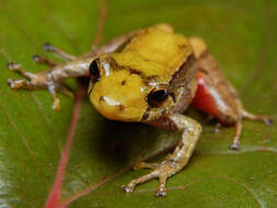 Image de Pristimantis erythropleura (Boulenger 1896)