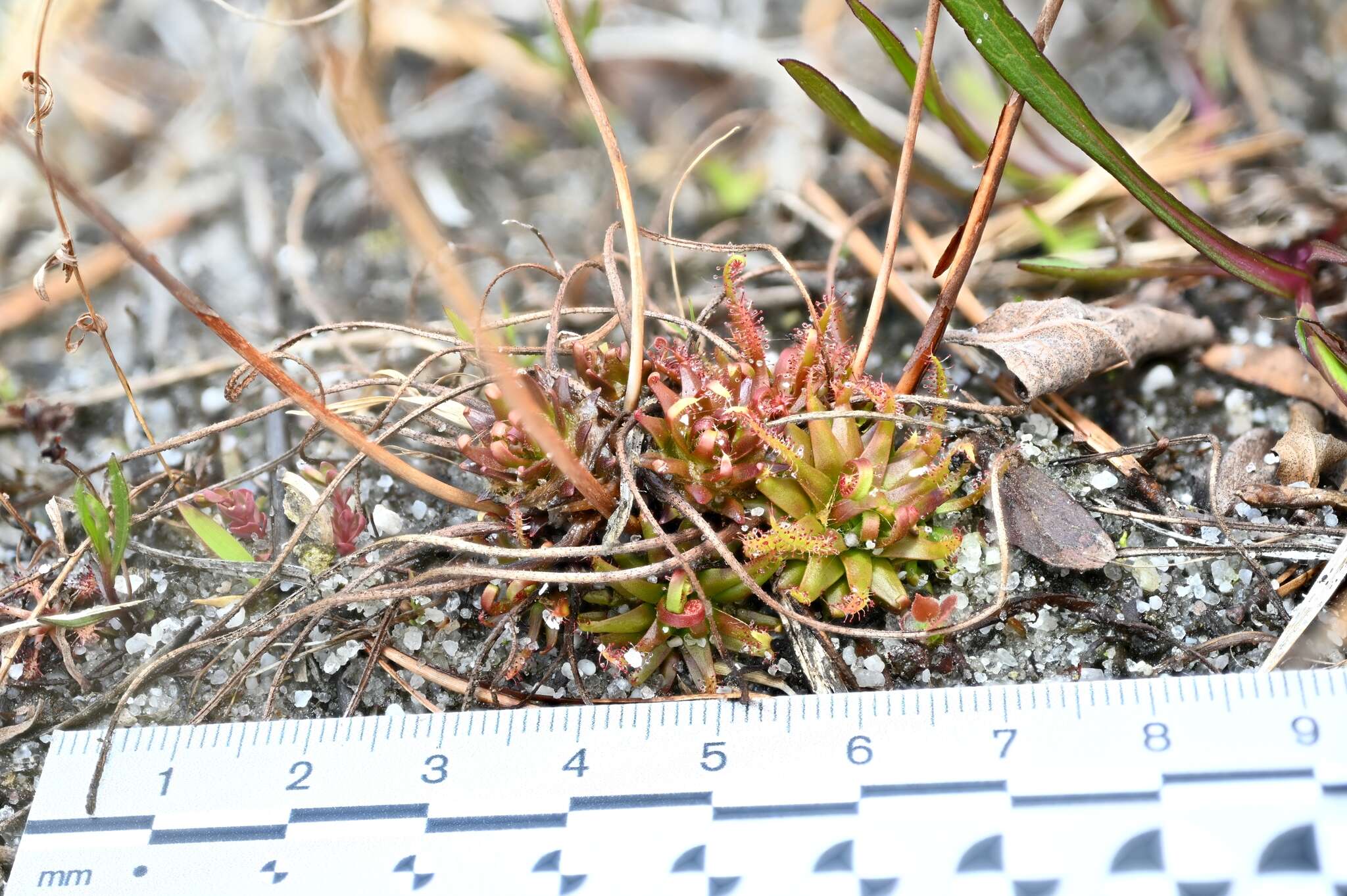 Image de Drosera filiformis var. filiformis